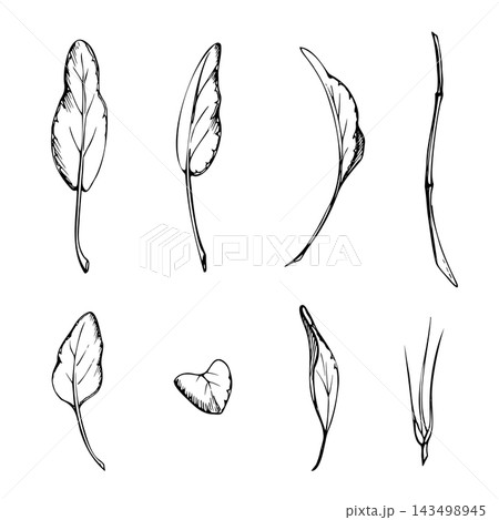 Spinach, kale leafy edible vegetables, sage and oregano fresh culinary herbs, nutritious garden foliage with varied natural leaf forms. Hand drawn vector ink illustration. Memory games, matching cards Spinach, kale leafy edible vegetables, sage and oregano fresh culinary herbs, nutritious garden foliage with varied natural leaf forms. Hand drawn vector ink illustration. Memory games, matching cards 143498945