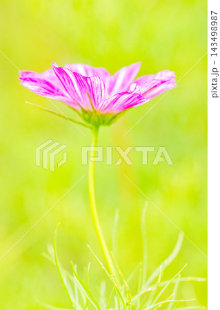 家の周りの草花 四季の色々 公園の花畑に美しい色とりどりのコスモスの花が秋風に揺れて咲いています 家の周りの草花 四季の色々 公園の花畑に美しい色とりどりのコスモスの花が秋風に揺れて咲いています 143498987
