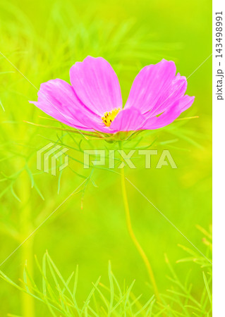 家の周りの草花　四季の色々　公園の花畑に美しい色とりどりのコスモスの花が秋風に揺れて咲いています 143498991