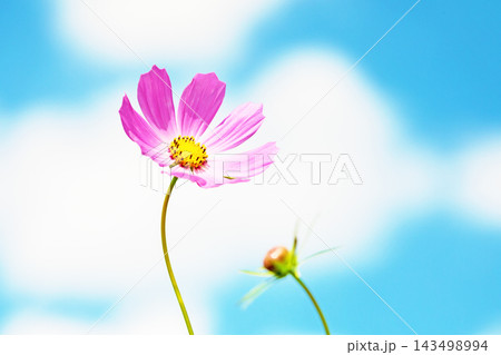 家の周りの草花 四季の色々 公園の花畑に美しい色とりどりのコスモスの花が秋風に揺れて咲いています 家の周りの草花 四季の色々 公園の花畑に美しい色とりどりのコスモスの花が秋風に揺れて咲いています 143498994