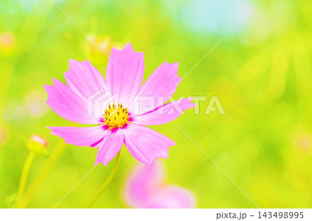 家の周りの草花　四季の色々　公園の花畑に美しい色とりどりのコスモスの花が秋風に揺れて咲いています 143498995