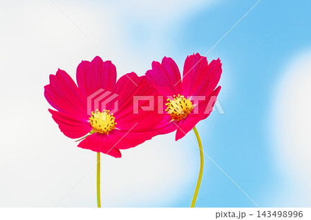 家の周りの草花 四季の色々 公園の花畑に美しい色とりどりのコスモスの花が秋風に揺れて咲いています 家の周りの草花 四季の色々 公園の花畑に美しい色とりどりのコスモスの花が秋風に揺れて咲いています 143498996