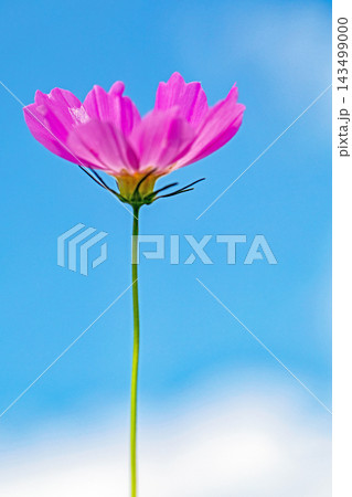 家の周りの草花 四季の色々 公園の花畑に美しい色とりどりのコスモスの花が秋風に揺れて咲いています 家の周りの草花 四季の色々 公園の花畑に美しい色とりどりのコスモスの花が秋風に揺れて咲いています 143499000