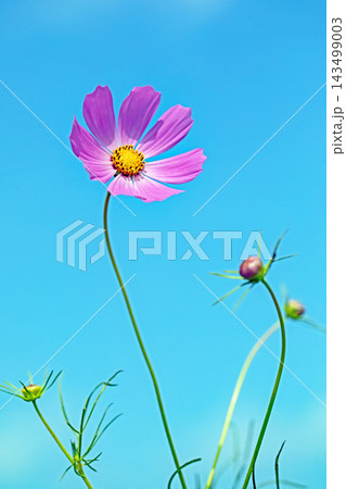 家の周りの草花 四季の色々 公園の花畑に美しい色とりどりのコスモスの花が秋風に揺れて咲いています 家の周りの草花 四季の色々 公園の花畑に美しい色とりどりのコスモスの花が秋風に揺れて咲いています 143499003