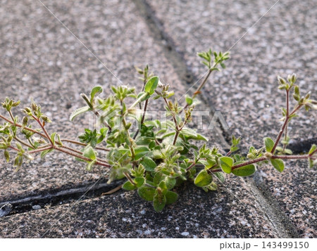 公園のタイルの隙間から生い茂る雑草 公園のタイルの隙間から生い茂る雑草 143499150
