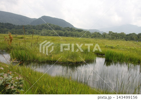 夏の尾瀬の湿原と池塘に映る山々の風景 143499156