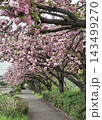 八重桜が咲く遊歩道の桜並木 143499270