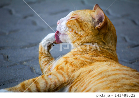 An orange cat grooming itself An orange cat grooming itself 143499322