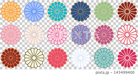 Colorful chrysanthemum flower illustration parts that can be used for New Year's cards and Japanese-style designs. 143499400