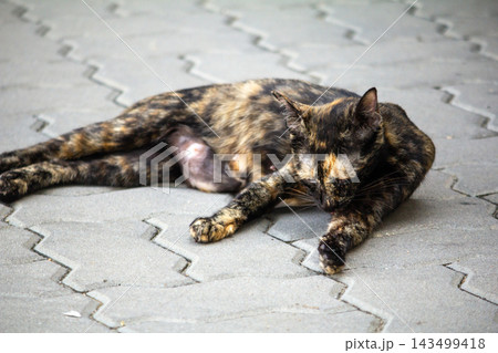 A tortoiseshell cat grooming itself A tortoiseshell cat grooming itself 143499418