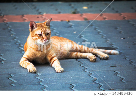 The orange cat's curiosity was activated on the lookout. The orange cat's curiosity was activated on the lookout. 143499430