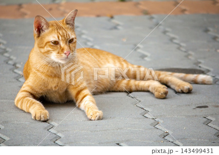 The orange cat's curiosity was activated on the lookout. The orange cat's curiosity was activated on the lookout. 143499431