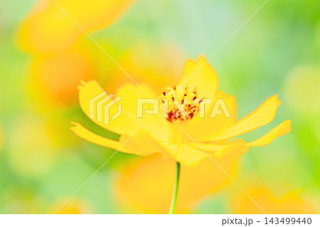 家の周りの草花 四季の色々 秋の花畑に黄金に輝く美しいキバナコスモスの花が咲きました 家の周りの草花 四季の色々 秋の花畑に黄金に輝く美しいキバナコスモスの花が咲きました 143499440