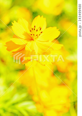家の周りの草花 四季の色々 秋の花畑に黄金に輝く美しいキバナコスモスの花が咲きました 家の周りの草花 四季の色々 秋の花畑に黄金に輝く美しいキバナコスモスの花が咲きました 143499480
