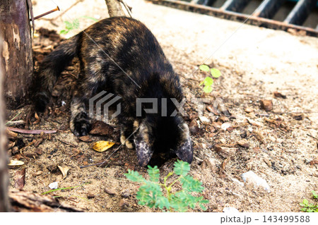 The kitten is digging in the dirt. (The tiny treasure hunter) The kitten is digging in the dirt. (The tiny treasure hunter) 143499588