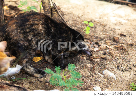 The kitten is digging in the dirt. (The tiny treasure hunter) The kitten is digging in the dirt. (The tiny treasure hunter) 143499595