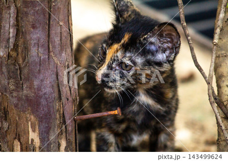 A lovely close-up shot of a tortoiseshell kitten gazing directly into the camera with her unique messy coat A lovely close-up shot of a tortoiseshell kitten gazing directly into the camera with her unique messy coat 143499624