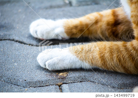 A close-up of a lovely ginger kitty showing off its soft, 143499719