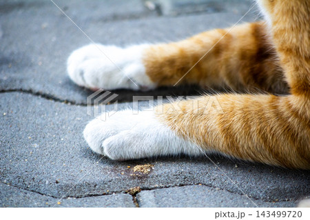 A close-up of a lovely ginger kitty showing off its soft, A close-up of a lovely ginger kitty showing off its soft, 143499720