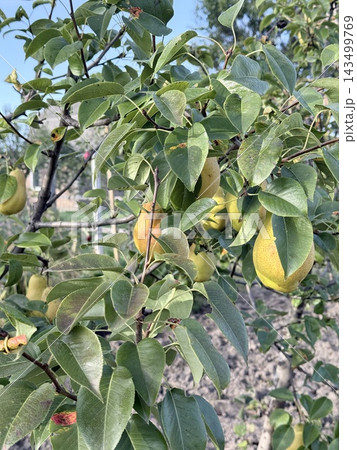 Golden Yellow Pears Ripening On Leafy Fruit Tree Golden Yellow Pears Ripening On Leafy Fruit Tree 143499769