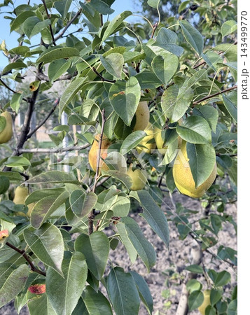 Cluster Of Ripening Pears Among Lush Green Leaves 143499770