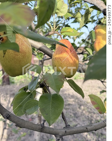 Golden Ripe Pears Hanging From Orchard Branches 143499773