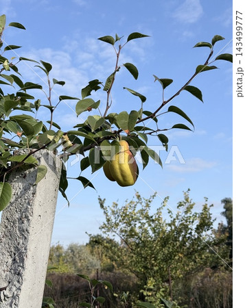 Ripe Yellow Pear Hanging From Leafy Orchard Tree 143499777