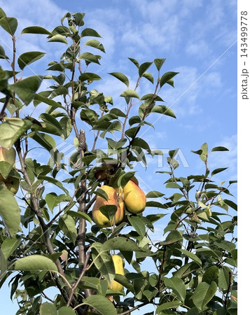 Golden Yellow Apples Hanging Among Lush Green Leaves Golden Yellow Apples Hanging Among Lush Green Leaves 143499778