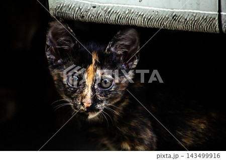 A lovely close-up shot of a tortoiseshell kitten A lovely close-up shot of a tortoiseshell kitten 143499916