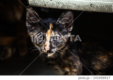 A lovely close-up shot of a tortoiseshell kitten A lovely close-up shot of a tortoiseshell kitten 143499917