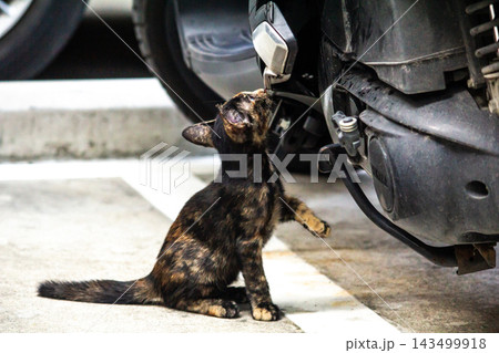 The curious kitten is standing and examining a motorcycle to check its engine. The curious kitten is standing and examining a motorcycle to check its engine. 143499918