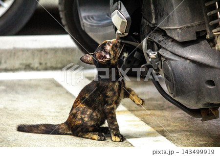 The curious kitten is standing and examining a motorcycle to check its engine. The curious kitten is standing and examining a motorcycle to check its engine. 143499919