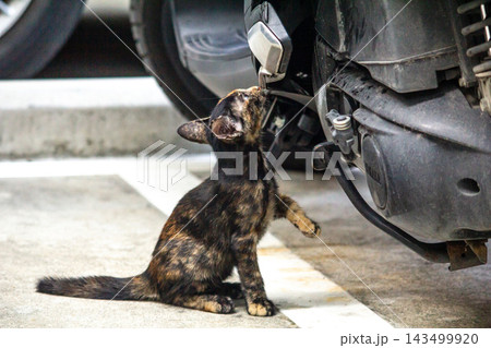 The curious kitten is standing and examining a motorcycle to check its engine. The curious kitten is standing and examining a motorcycle to check its engine. 143499920