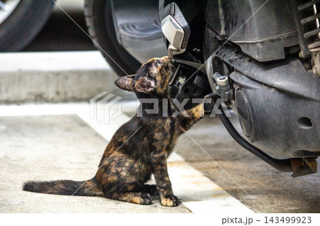 The curious kitten is standing and examining a motorcycle to check its engine. The curious kitten is standing and examining a motorcycle to check its engine. 143499923