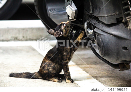 The curious kitten is standing and examining a motorcycle to check its engine. The curious kitten is standing and examining a motorcycle to check its engine. 143499925