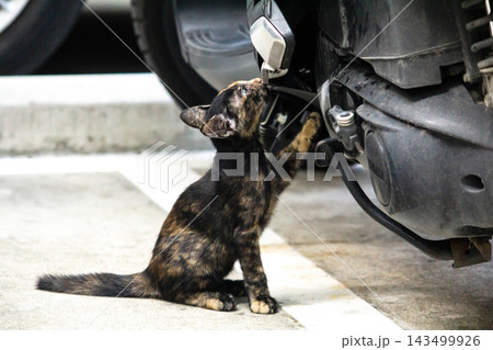 The curious kitten is standing and examining a motorcycle to check its engine. The curious kitten is standing and examining a motorcycle to check its engine. 143499926
