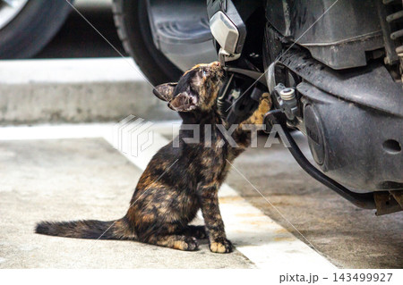 The curious kitten is standing and examining a motorcycle to check its engine. The curious kitten is standing and examining a motorcycle to check its engine. 143499927