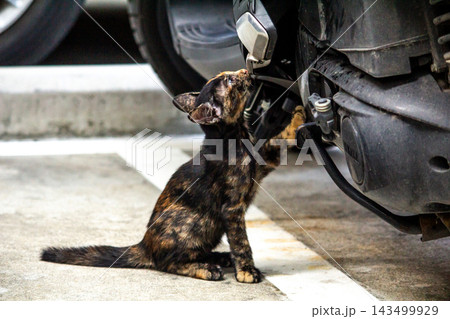 The curious kitten is standing and examining a motorcycle to check its engine. 143499929