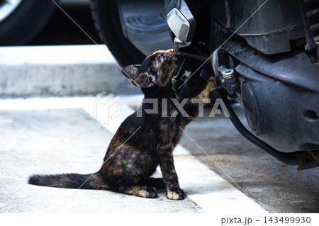 The curious kitten is standing and examining a motorcycle to check its engine. 143499930