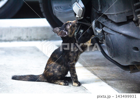The curious kitten is standing and examining a motorcycle to check its engine. The curious kitten is standing and examining a motorcycle to check its engine. 143499931