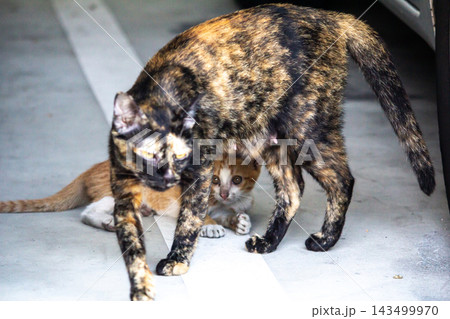 The mother cat is with her orange kitten, protecting it. The mother cat is with her orange kitten, protecting it. 143499970