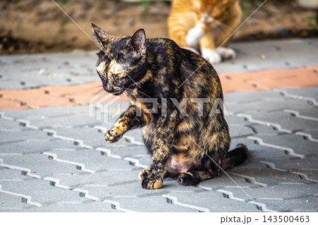 A tortie licks her fur to stay fabulous and clean.A tortie licking its fur" 143500463