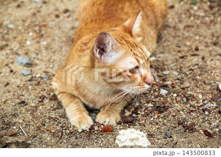 The orange cat is lying down, curiosity activated. On the lookout. 143500833