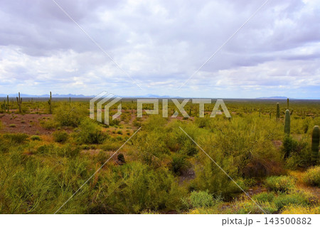 Sonoran Desert Arizona Sonoran Desert Arizona 143500882