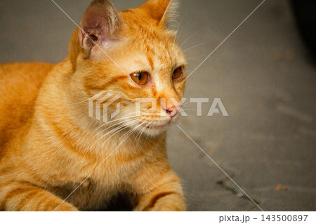 The orange cat is lying down, curiosity activated. On the lookout. The orange cat is lying down, curiosity activated. On the lookout. 143500897