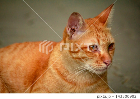 The orange cat is lying down, curiosity activated. On the lookout. 143500902