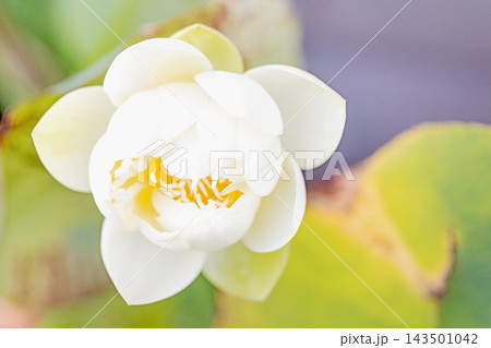 家の周りの草花 四季の色々 初夏の蓮沼に美しい純白の大輪のハスの花が咲はじめています 家の周りの草花 四季の色々 初夏の蓮沼に美しい純白の大輪のハスの花が咲はじめています 143501042