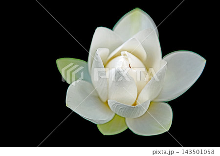 家の周りの草花 四季の色々 初夏の蓮沼に美しい純白の大輪のハスの花が咲はじめています 家の周りの草花 四季の色々 初夏の蓮沼に美しい純白の大輪のハスの花が咲はじめています 143501058