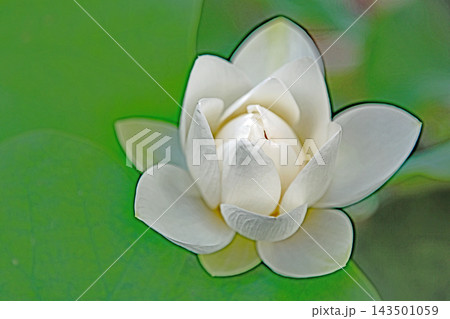 家の周りの草花　四季の色々　初夏の蓮沼に美しい純白の大輪のハスの花が咲はじめています 143501059