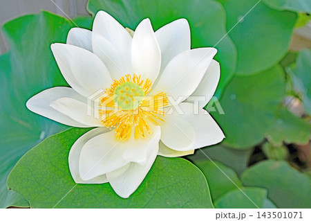 家の周りの草花 四季の色々 初夏の蓮沼に美しい純白の大輪のハスの花が咲はじめています 家の周りの草花 四季の色々 初夏の蓮沼に美しい純白の大輪のハスの花が咲はじめています 143501071